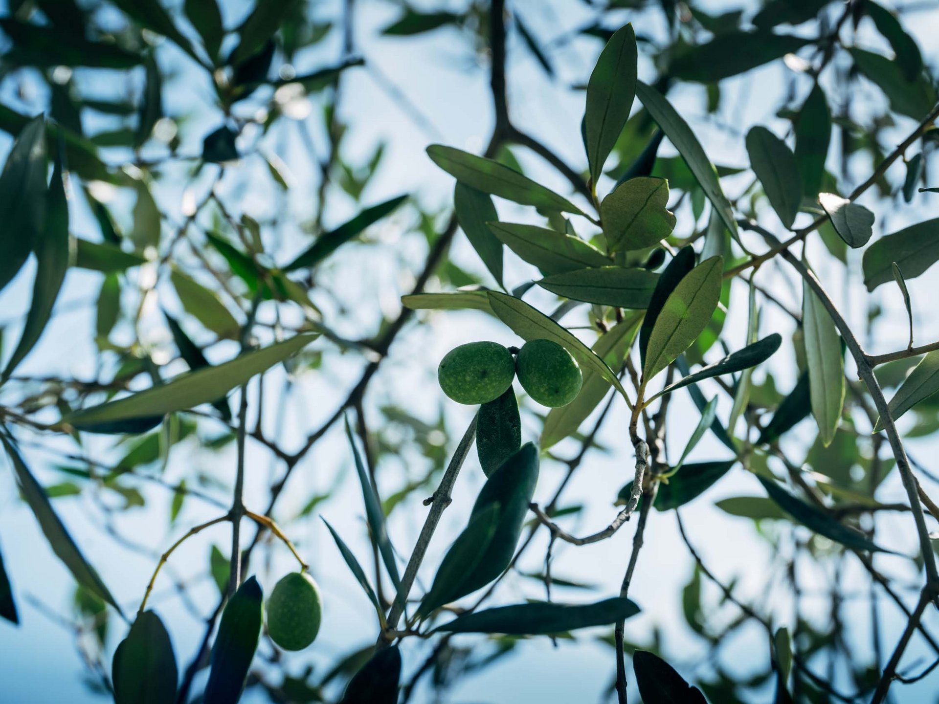 Deluxe room Olive branch with green olives and leaves against blue sky